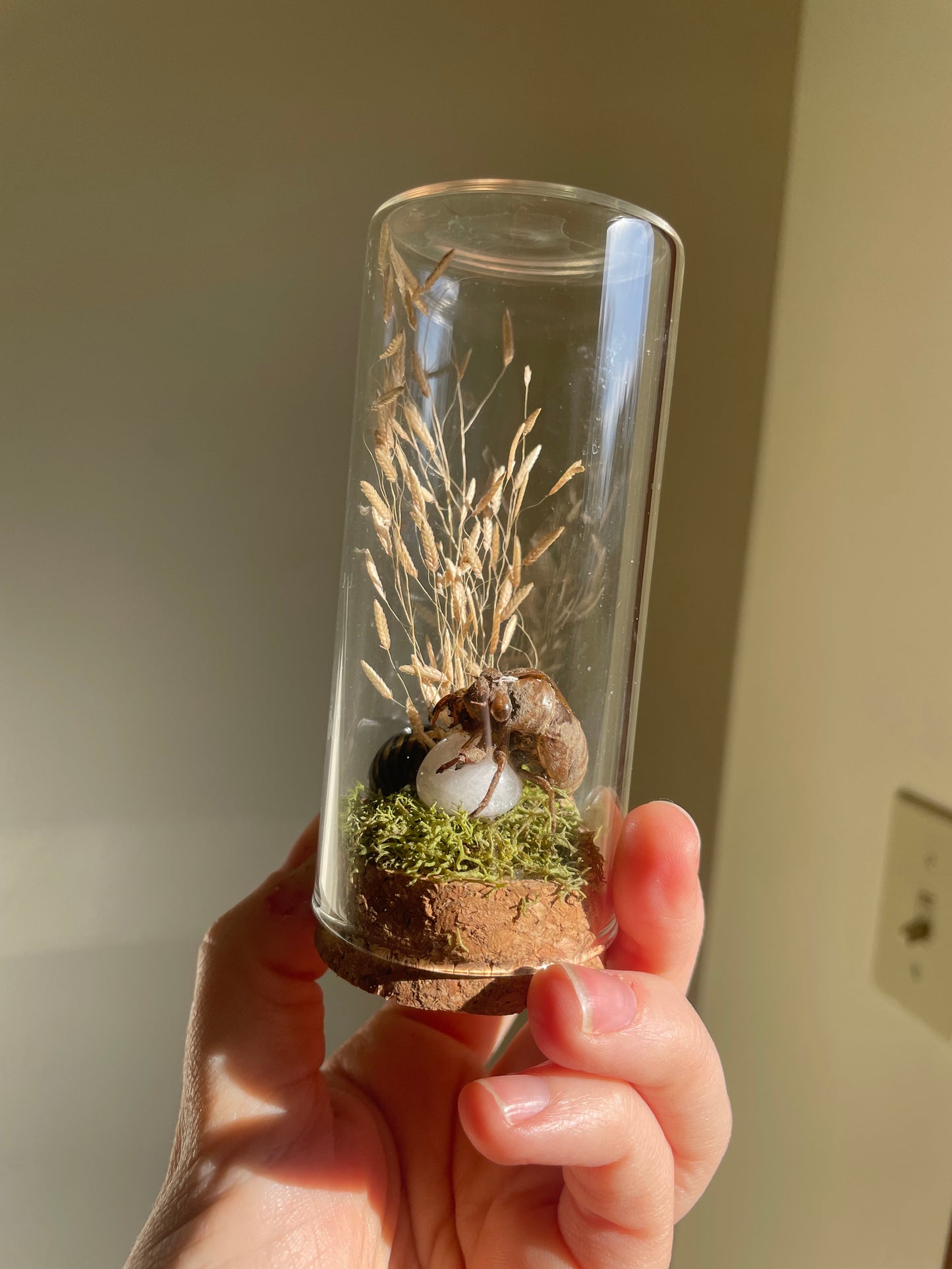 Oddity: Cicada Husk, snail shell, Quartz Crystal