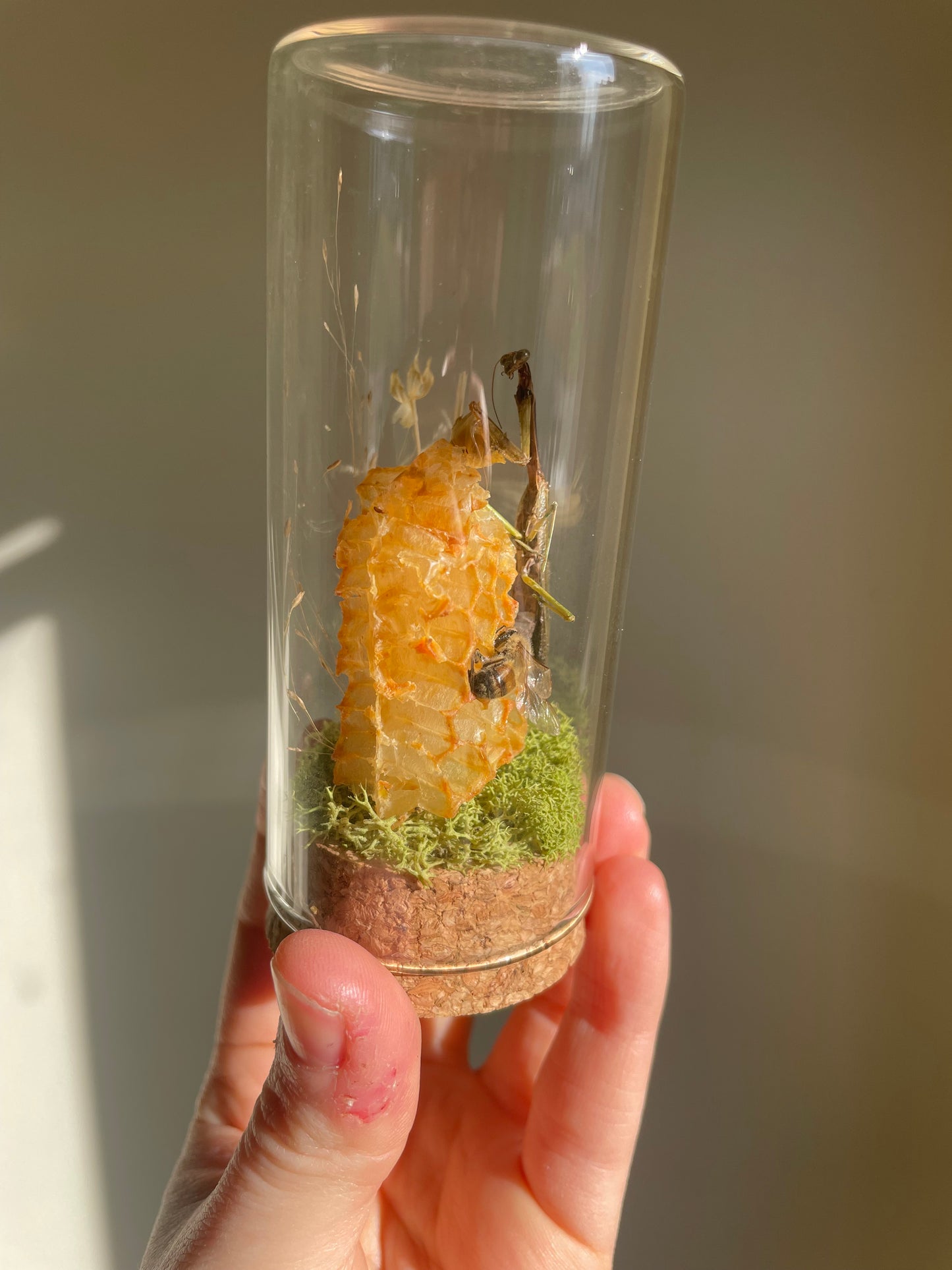 Oddity: Mantis, Honeycomb, Bee