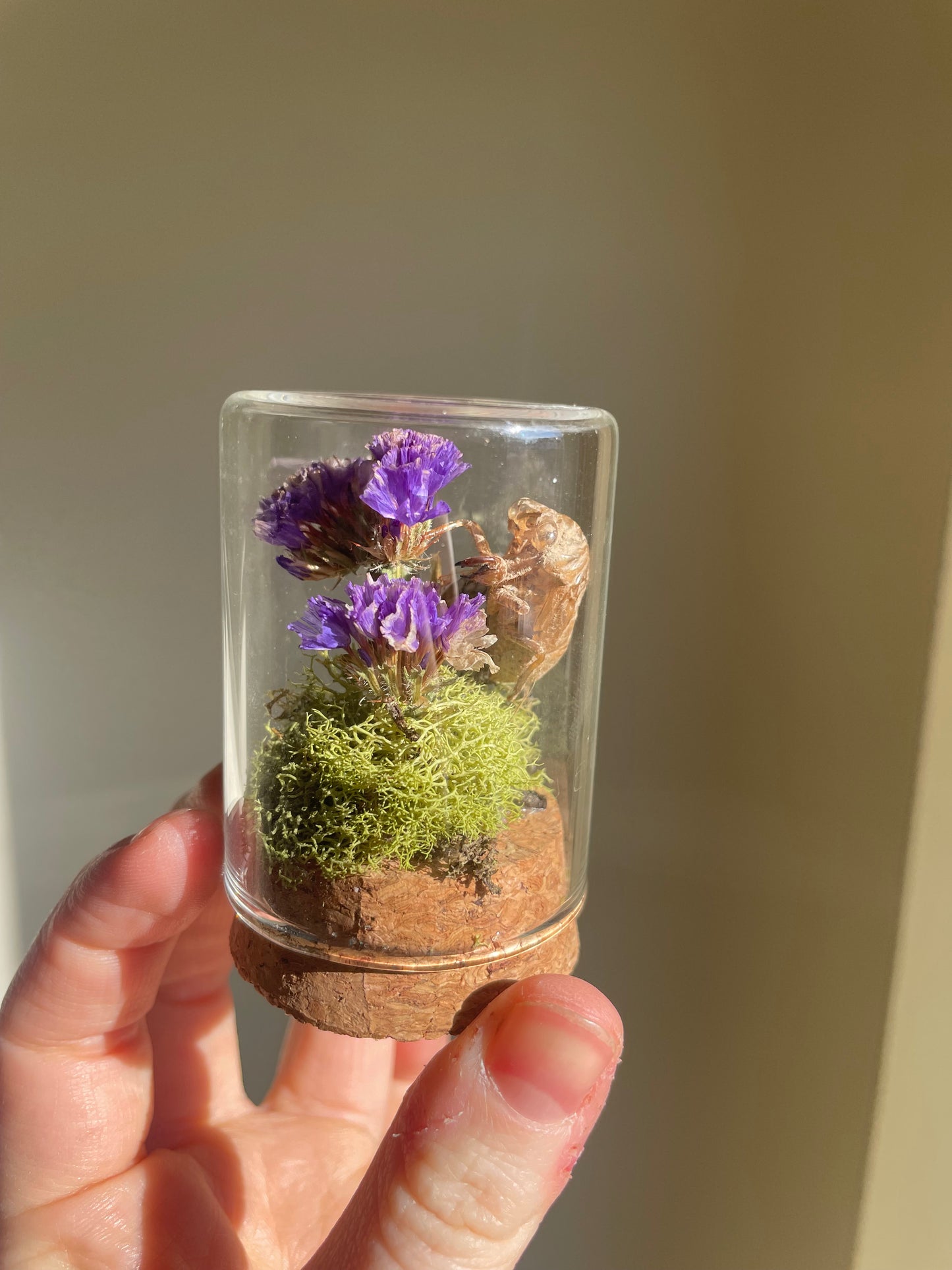 Oddity: Cicada Husk, Dried Flowers