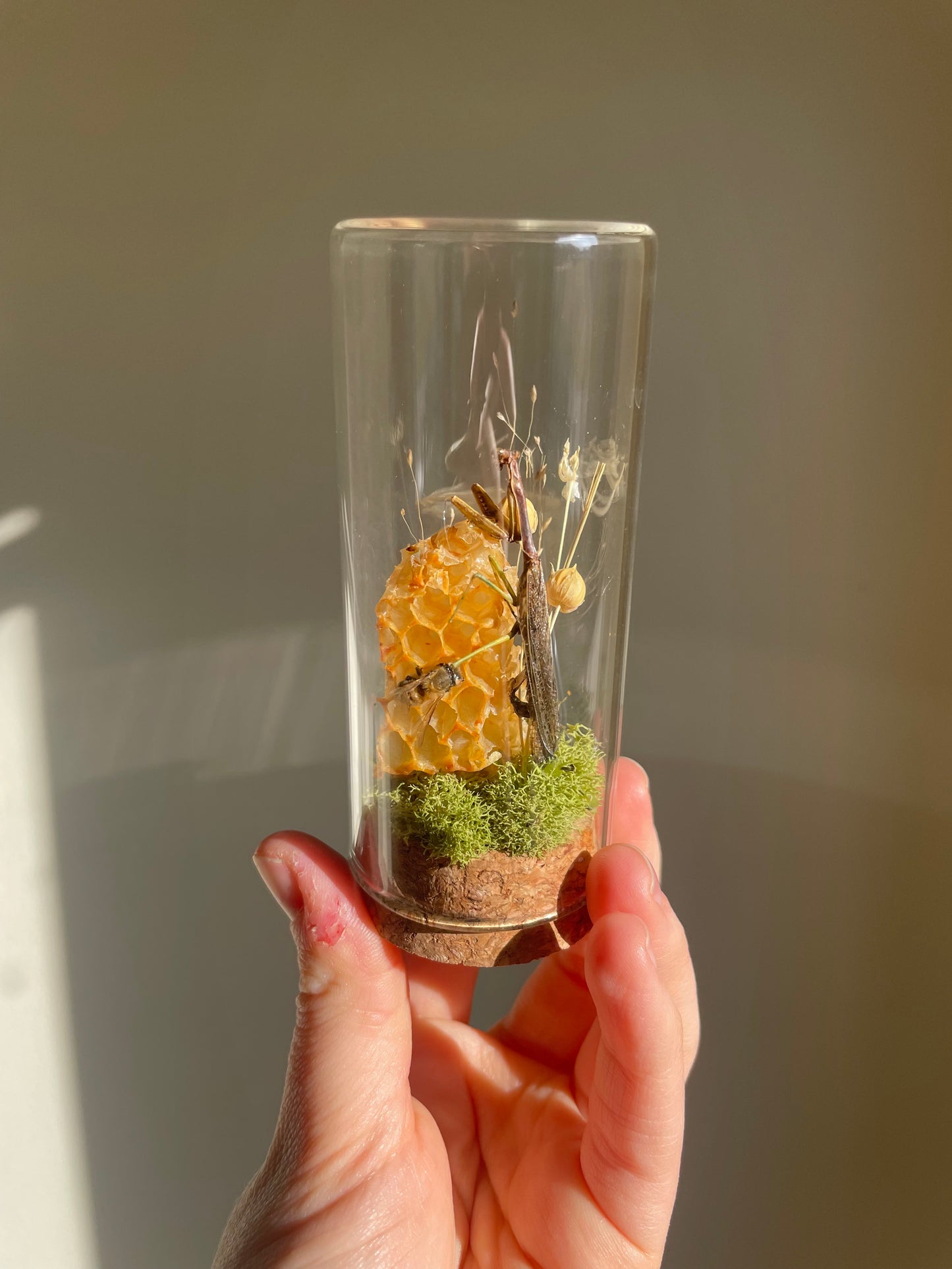 Oddity: Mantis, Honeycomb, Bee
