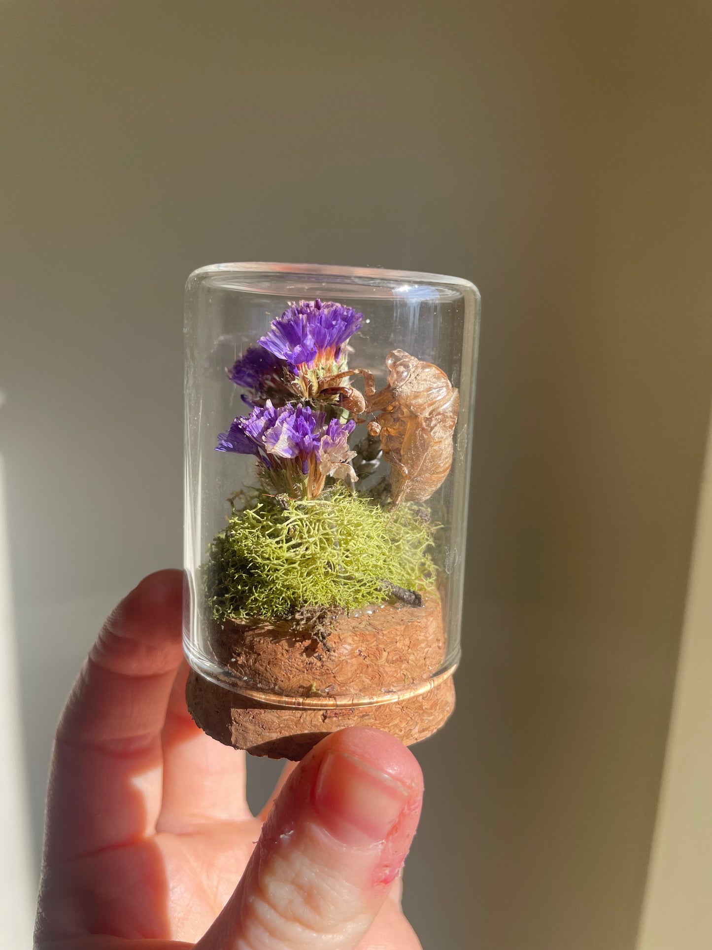 Oddity: Cicada Husk, Dried Flowers