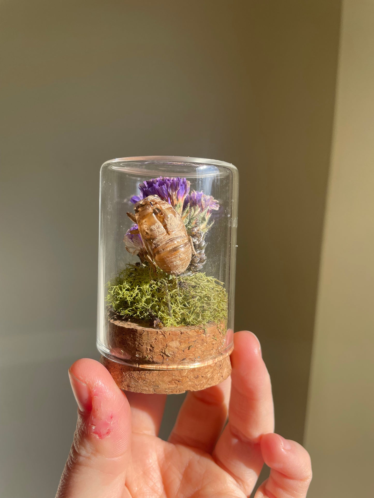 Oddity: Cicada Husk, Dried Flowers