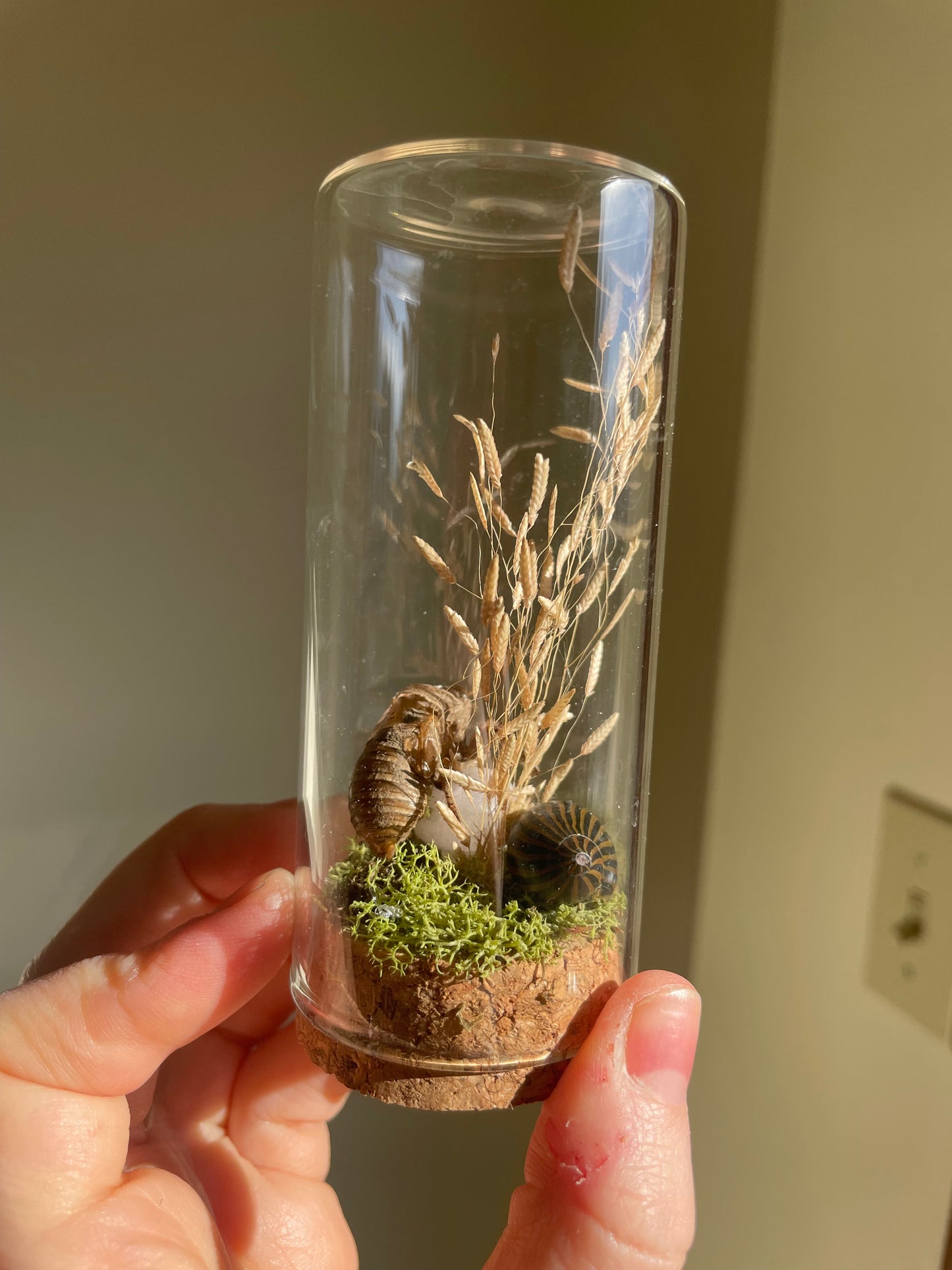 Oddity: Cicada Husk, snail shell, Quartz Crystal