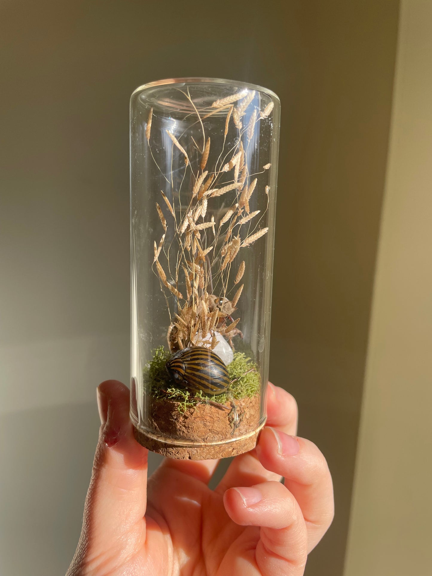 Oddity: Cicada Husk, snail shell, Quartz Crystal
