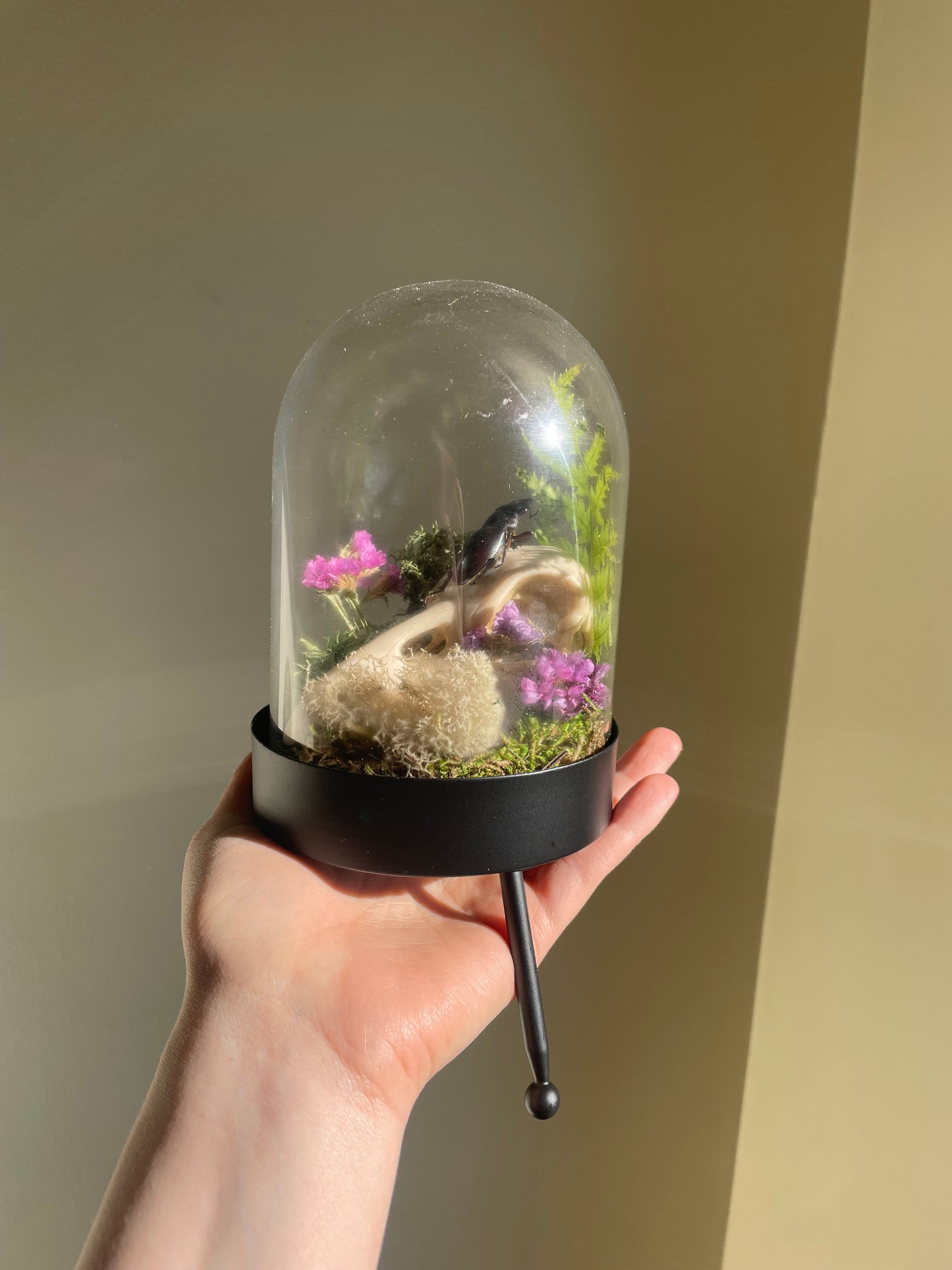 Oddity: Bird Skull, Beetle, dried flowers