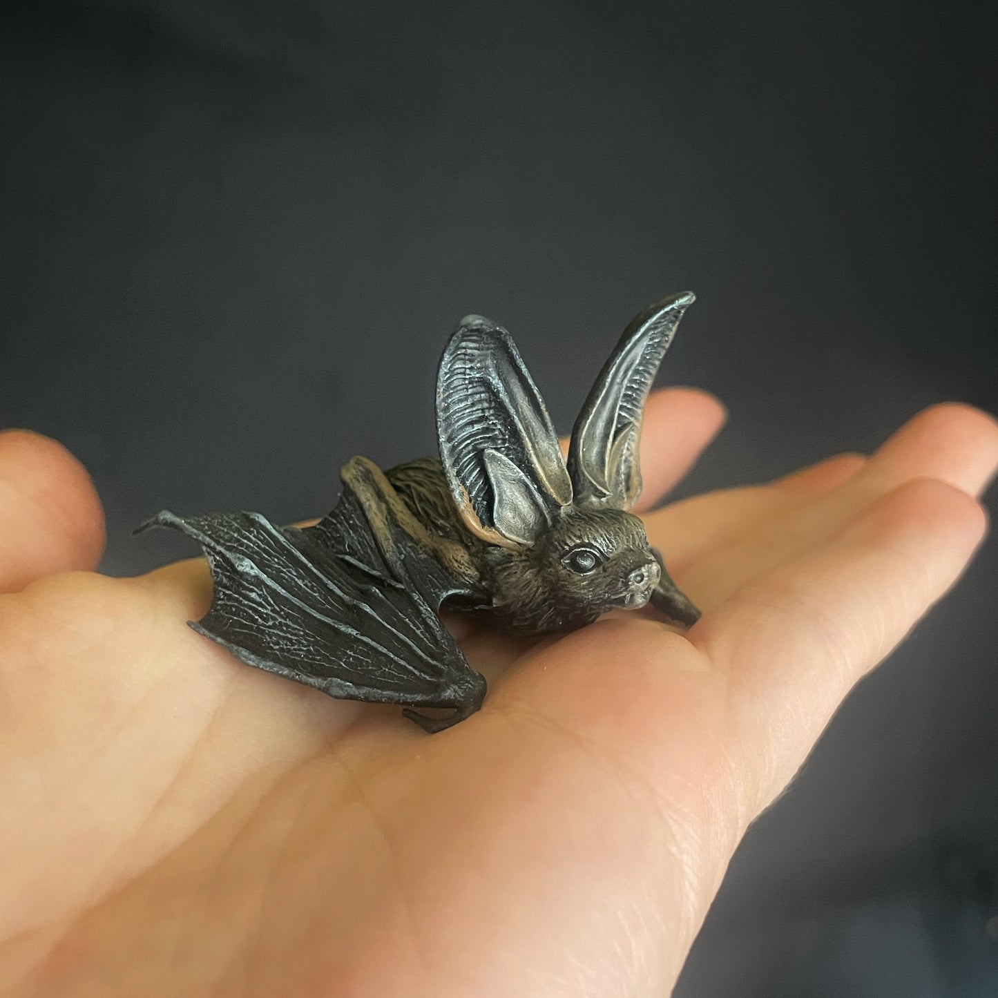 Baby Bat Curiosity