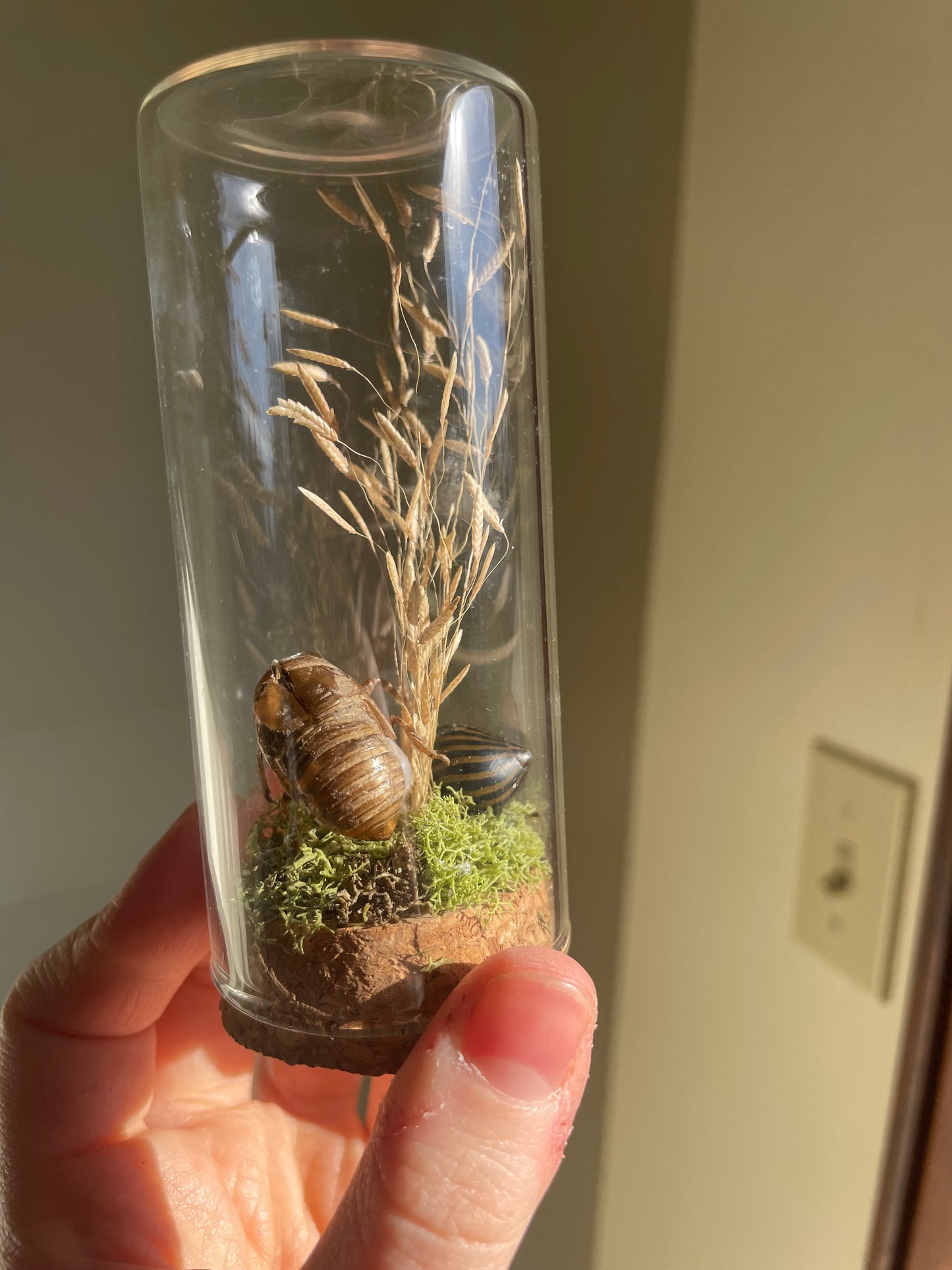 Oddity: Cicada Husk, snail shell, Quartz Crystal