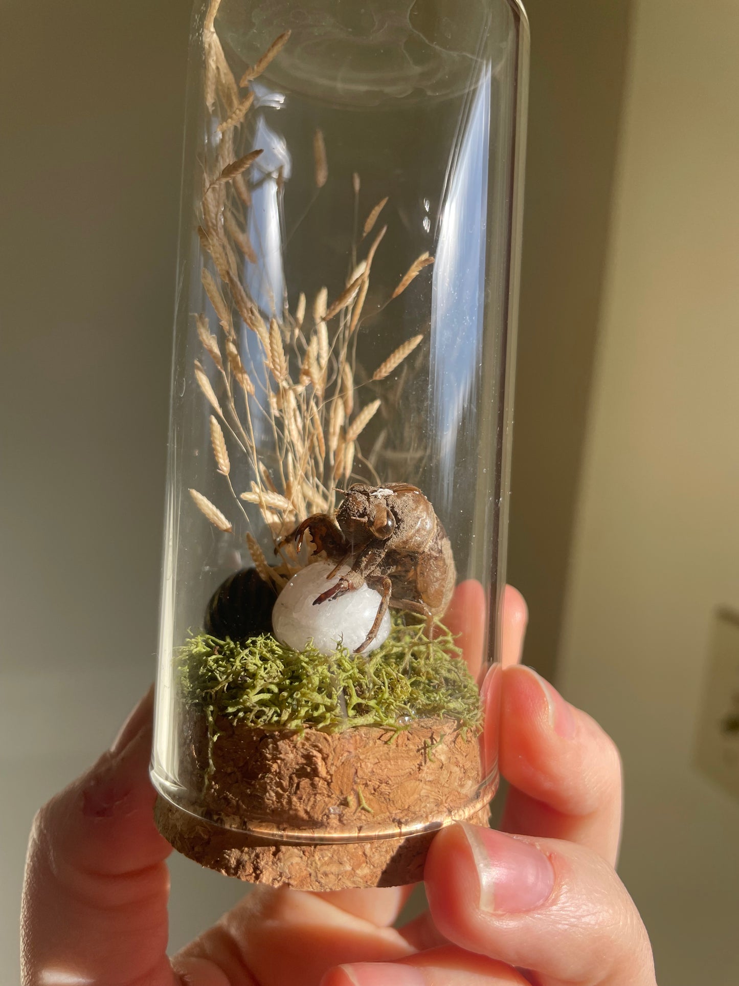 Oddity: Cicada Husk, snail shell, Quartz Crystal