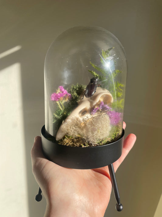 Oddity: Bird Skull, Beetle, dried flowers