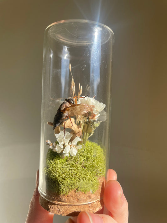 Oddity: Horsefly