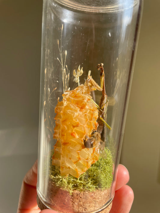 Oddity: Mantis, Honeycomb, Bee