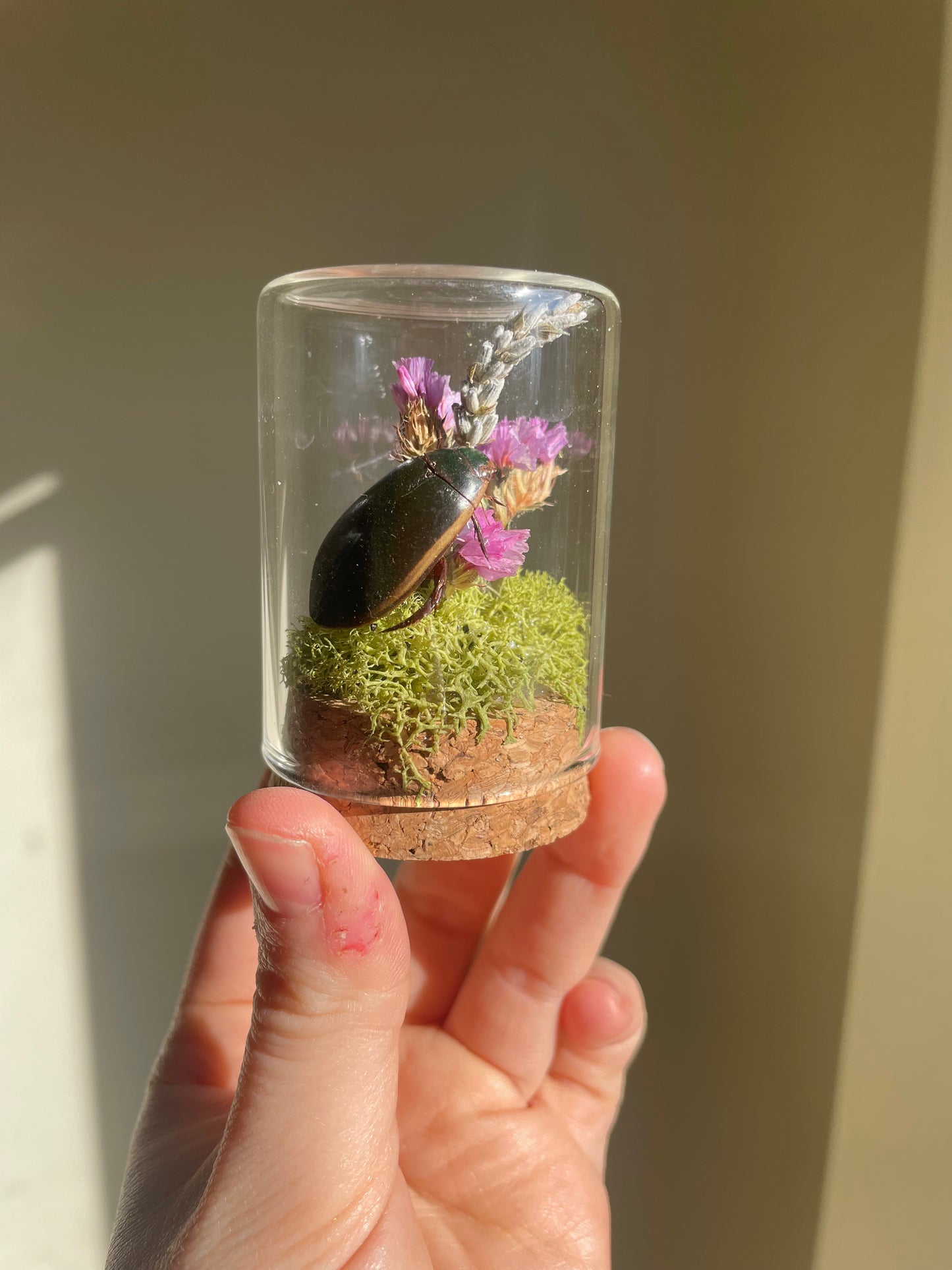Oddity: Beetle