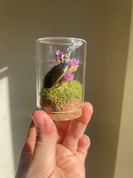 Oddity: Beetle