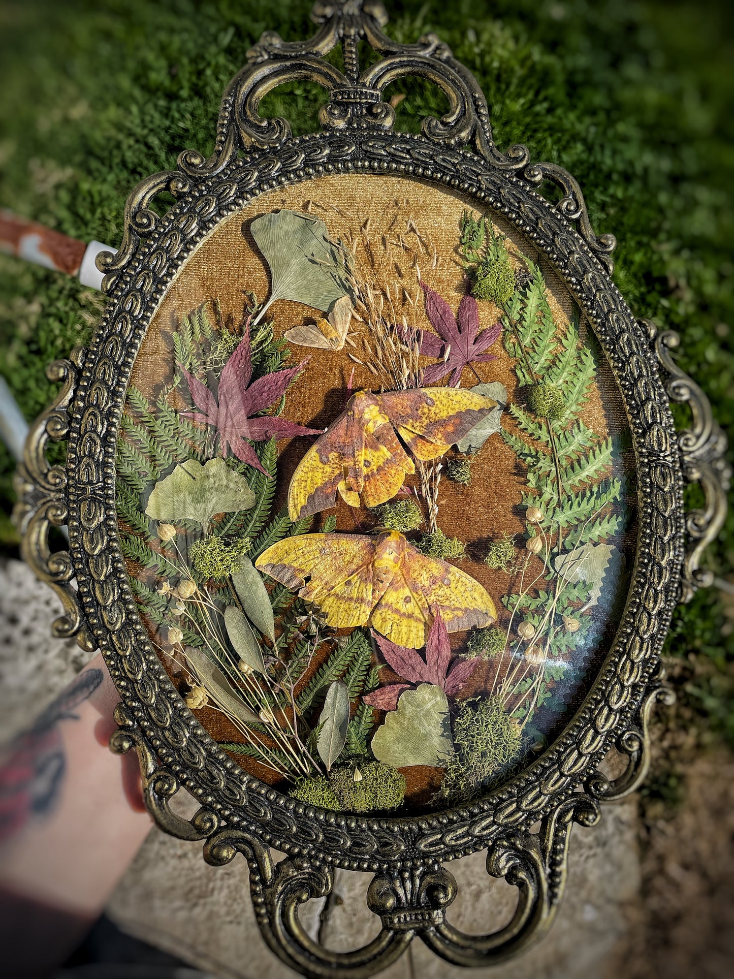 Imperial Moth Oddity