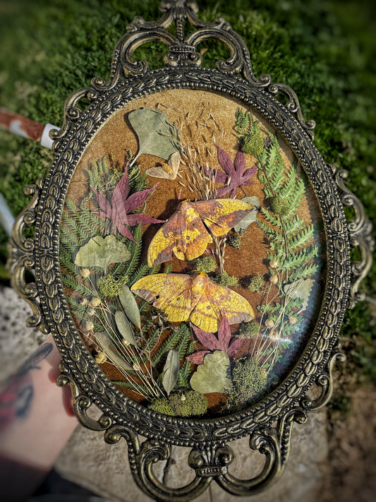 Imperial Moth Oddity