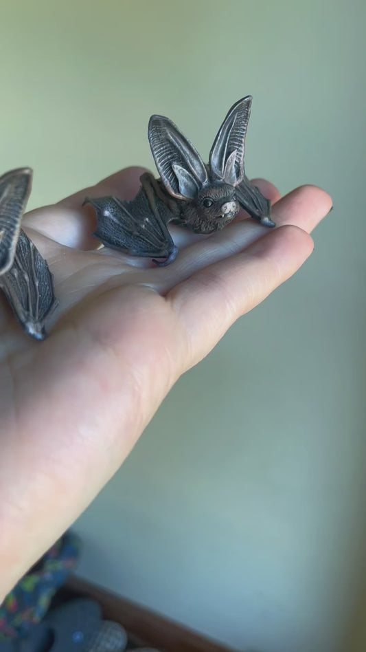 Baby Bat Curiosity